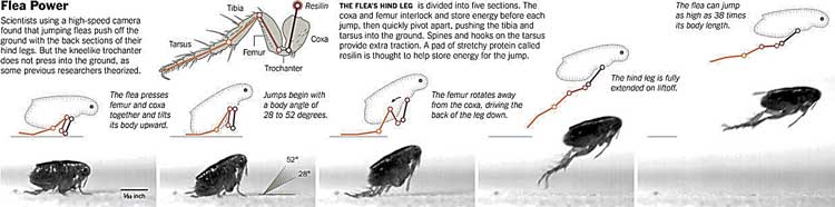 flea leaps